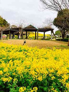 菜の花畑