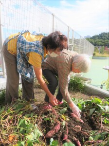 芋ほり3